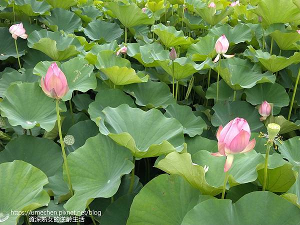 IMG_20220503_100719.jpg IMG_20220503_100719.jpg