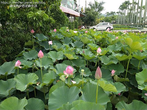 IMG_20220503_100808.jpg IMG_20220503_100808.jpg