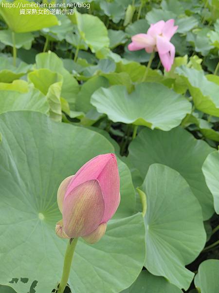 IMG_20220503_101342.jpg IMG_20220503_101342.jpg