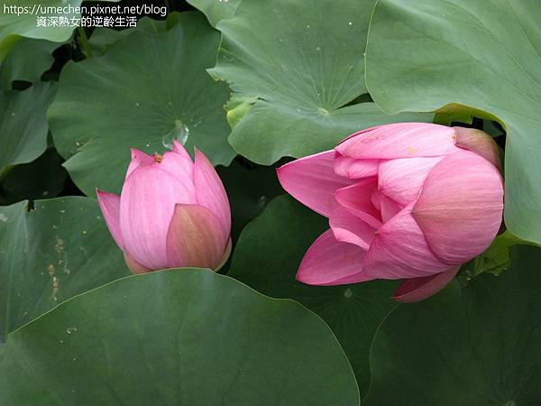 IMG_20220503_100942.jpg IMG_20220503_100942.jpg