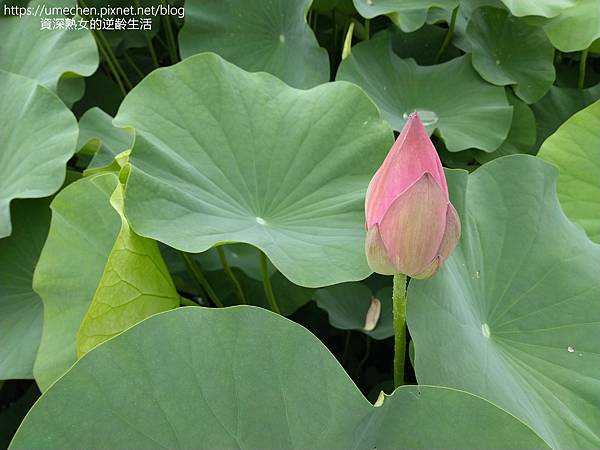 IMG_20220503_100813.jpg IMG_20220503_100813.jpg