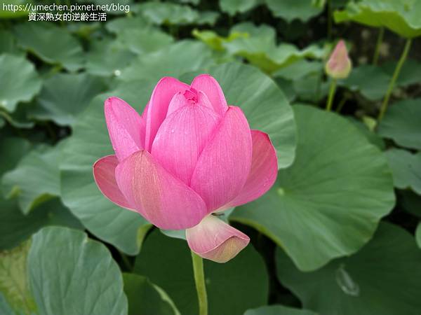 IMG_20220503_101321.jpg IMG_20220503_101321.jpg