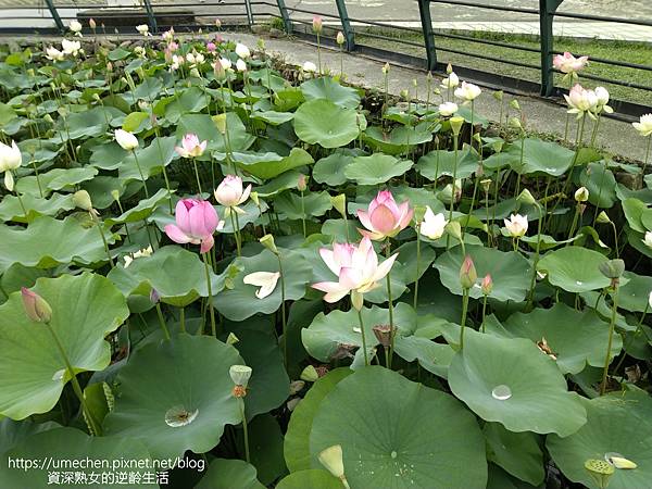 IMG_20220503_102047.jpg IMG_20220503_102047.jpg