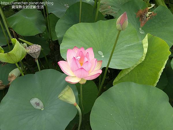 IMG_20220503_102224_1.jpg IMG_20220503_102224_1.jpg