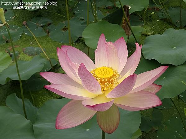 IMG_20220503_102341.jpg IMG_20220503_102341.jpg