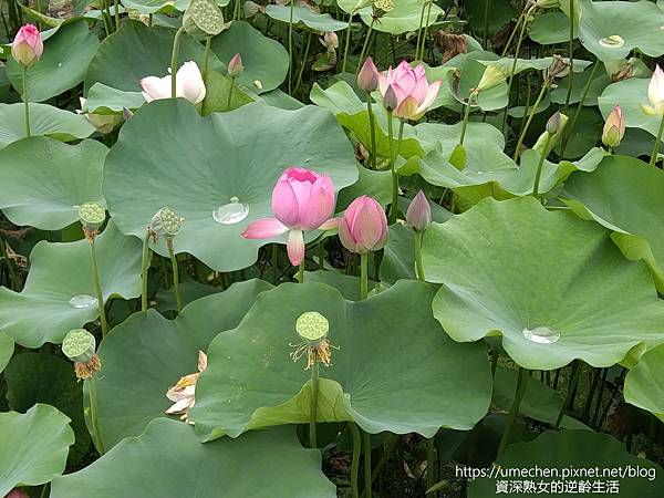 IMG_20220503_102501.jpg IMG_20220503_102501.jpg