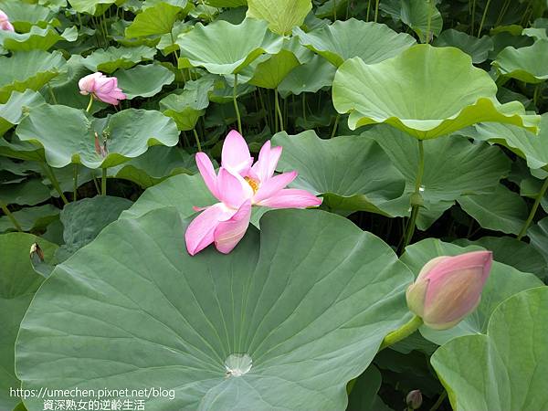 IMG_20220503_102722.jpg IMG_20220503_102722.jpg