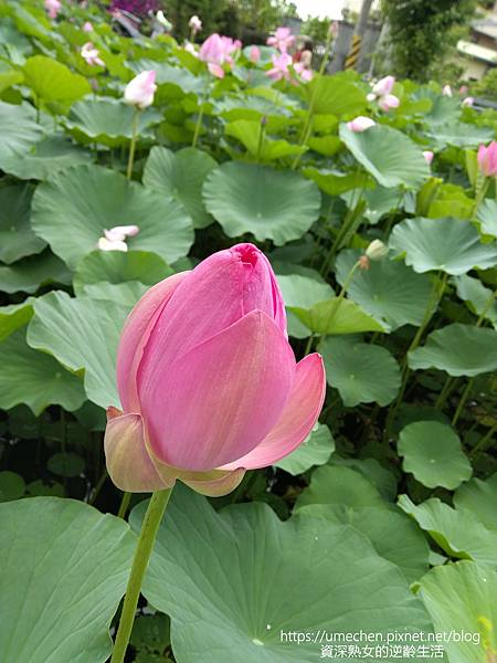 IMG_20220503_103020.jpg IMG_20220503_103020.jpg