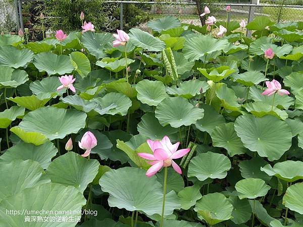 IMG_20220503_103101.jpg IMG_20220503_103101.jpg