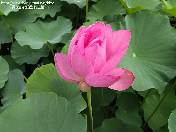 IMG_20220503_103238.jpg IMG_20220503_103238.jpg