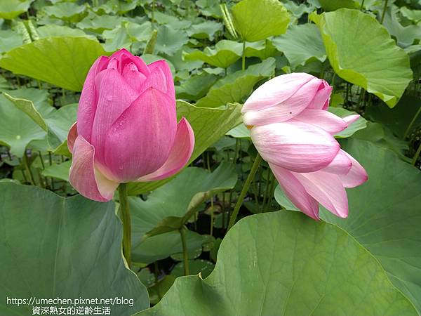 IMG_20220503_103935.jpg IMG_20220503_103935.jpg