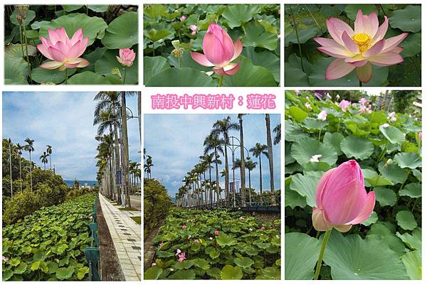 中興新村蓮花.jpg 中興新村蓮花.jpg
