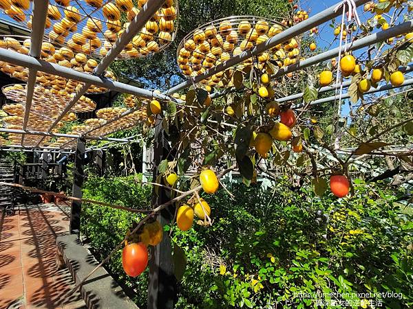 P_20221028_133708.jpg P_20221028_133708.jpg