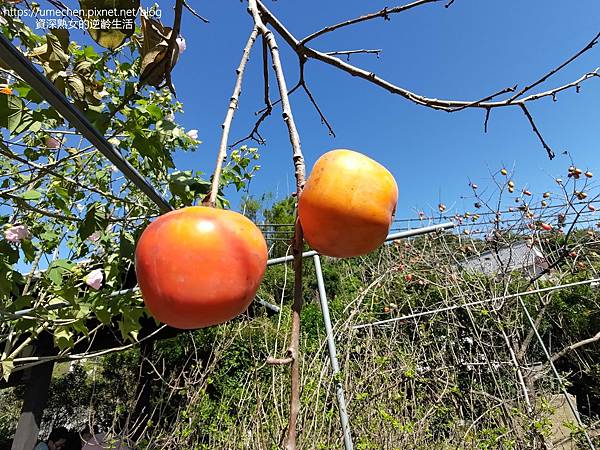 P_20221028_133837.jpg P_20221028_133837.jpg