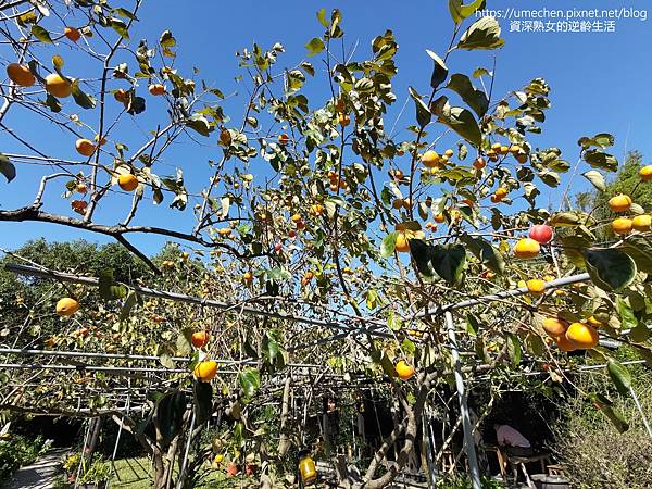 P_20221028_133827.jpg P_20221028_133827.jpg