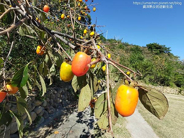 P_20221028_140548.jpg P_20221028_140548.jpg