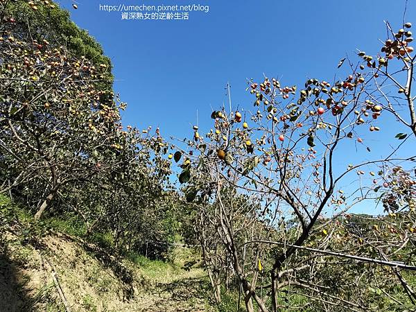 P_20221028_140610.jpg P_20221028_140610.jpg