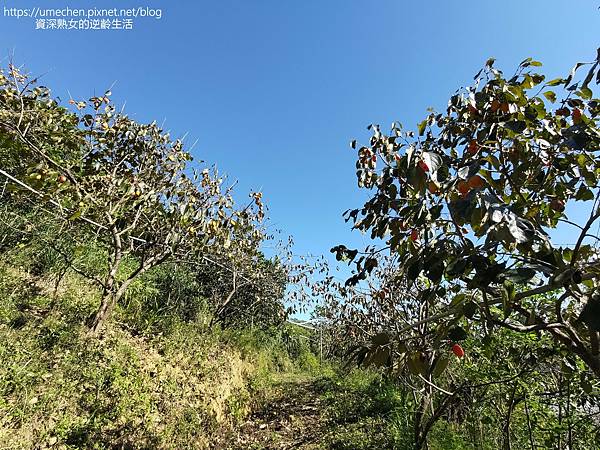 P_20221028_140639.jpg P_20221028_140639.jpg