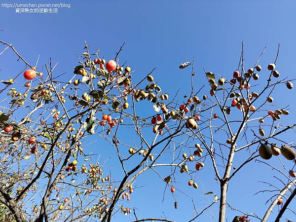 P_20221028_140708.jpg P_20221028_140708.jpg