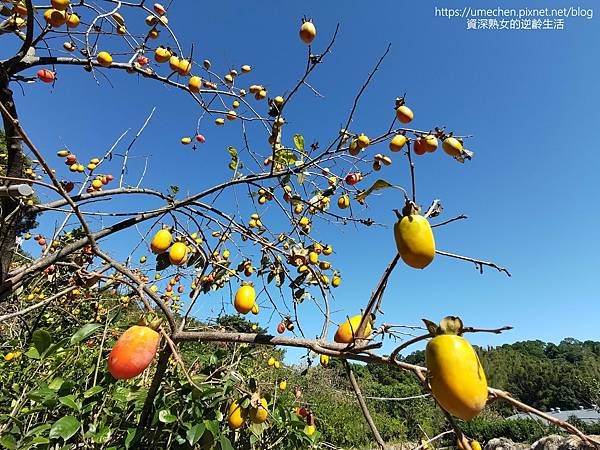 P_20221028_140729.jpg P_20221028_140729.jpg