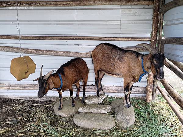 【台東成功】阿美族民俗中心:戶外表演廣場,直接面對太平洋;A