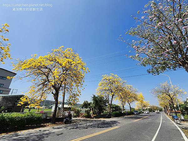 【彰化芬園】彰南路黃花風鈴木：1段至3段600棵大爆發，豔陽