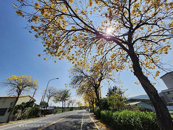 【彰化芬園】彰南路黃花風鈴木：1段至3段600棵大爆發，豔陽