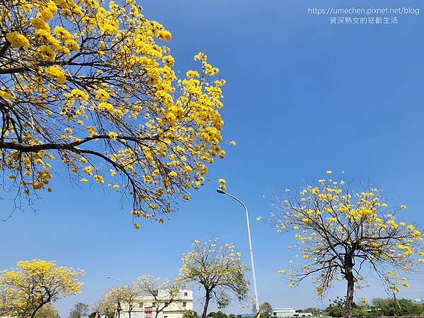 【彰化芬園】彰南路黃花風鈴木：1段至3段600棵大爆發，豔陽