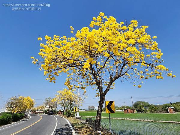 【彰化芬園】彰南路黃花風鈴木：1段至3段600棵大爆發，豔陽