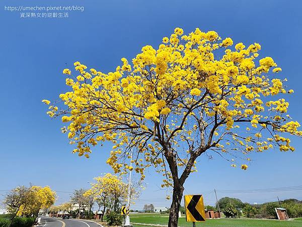 【彰化芬園】彰南路黃花風鈴木：1段至3段600棵大爆發，豔陽