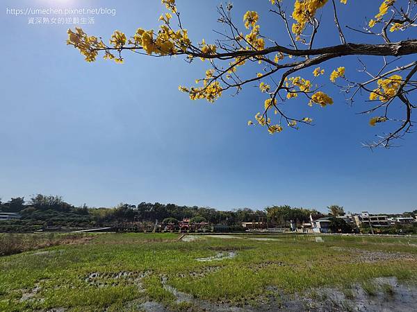 【彰化芬園】彰南路黃花風鈴木：1段至3段600棵大爆發，豔陽