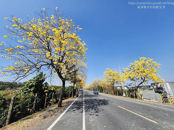 【彰化芬園】彰南路黃花風鈴木：1段至3段600棵大爆發，豔陽