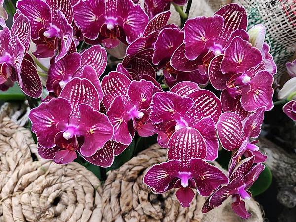 【台北士林】2024士林官邸春節花卉展:夢幻彩虹吸染花、20 【台北士林】2024士林官邸春節花卉展:夢幻彩虹吸染花、20