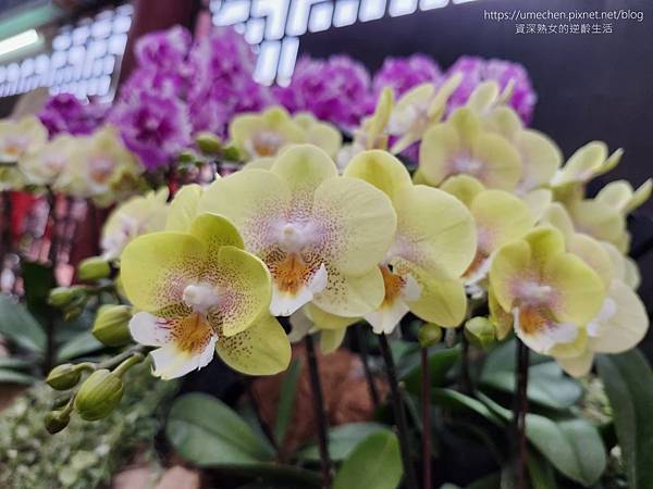 【台北士林】2024士林官邸春節花卉展:夢幻彩虹吸染花、20 【台北士林】2024士林官邸春節花卉展:夢幻彩虹吸染花、20