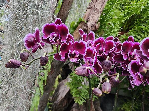 【台北士林】2024士林官邸春節花卉展:夢幻彩虹吸染花、20 【台北士林】2024士林官邸春節花卉展:夢幻彩虹吸染花、20