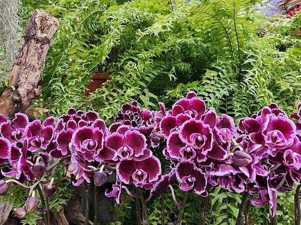 【台北士林】2024士林官邸春節花卉展:夢幻彩虹吸染花、20 【台北士林】2024士林官邸春節花卉展:夢幻彩虹吸染花、20