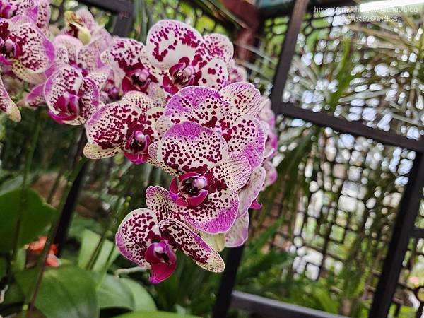 【台北士林】2024士林官邸春節花卉展:夢幻彩虹吸染花、20 【台北士林】2024士林官邸春節花卉展:夢幻彩虹吸染花、20