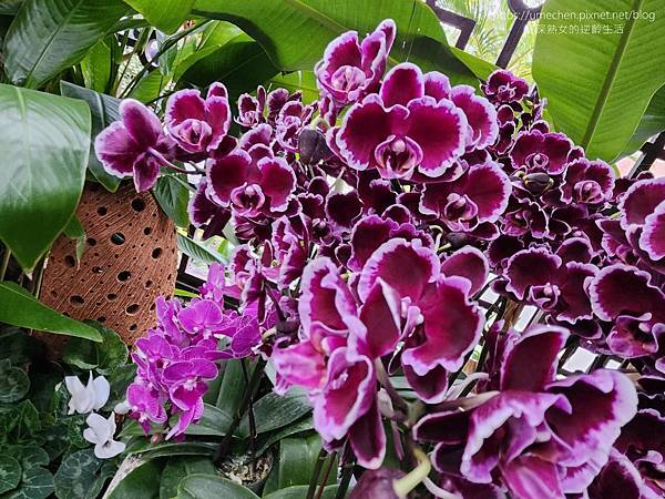 【台北士林】2024士林官邸春節花卉展:夢幻彩虹吸染花、20 【台北士林】2024士林官邸春節花卉展:夢幻彩虹吸染花、20