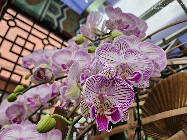 【台北士林】2024士林官邸春節花卉展:夢幻彩虹吸染花、20 【台北士林】2024士林官邸春節花卉展:夢幻彩虹吸染花、20