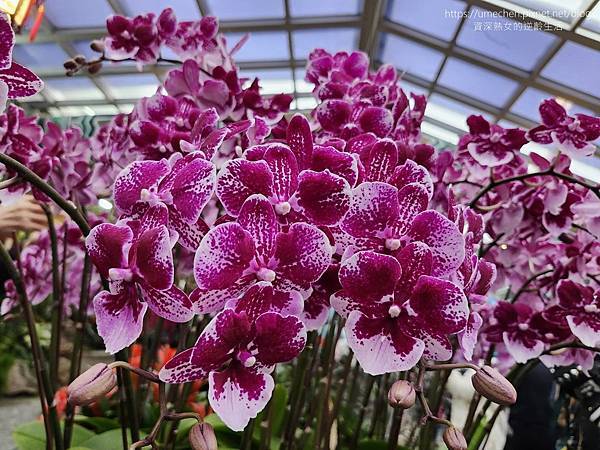 【台北士林】2024士林官邸春節花卉展:夢幻彩虹吸染花、20 【台北士林】2024士林官邸春節花卉展:夢幻彩虹吸染花、20