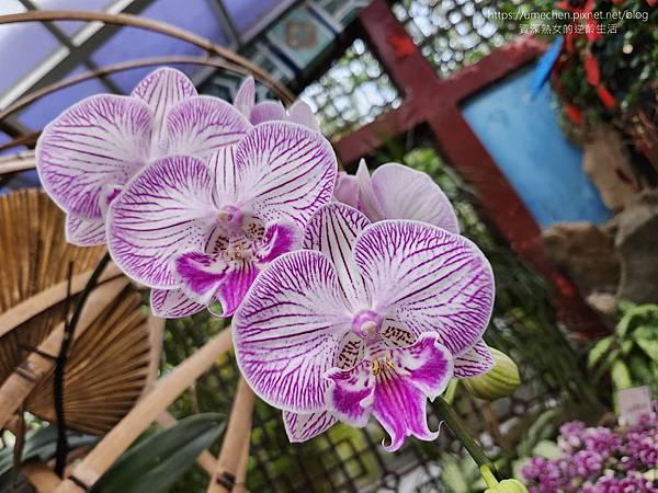 【台北士林】2024士林官邸春節花卉展:夢幻彩虹吸染花、20 【台北士林】2024士林官邸春節花卉展:夢幻彩虹吸染花、20