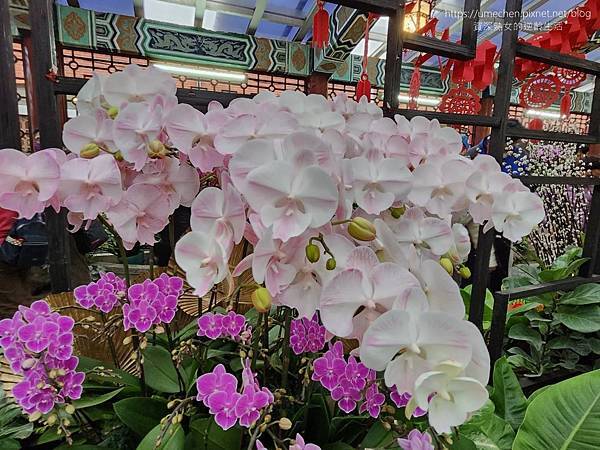 【台北士林】2024士林官邸春節花卉展:夢幻彩虹吸染花、20 【台北士林】2024士林官邸春節花卉展:夢幻彩虹吸染花、20