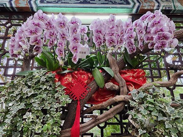 【台北士林】2024士林官邸春節花卉展:夢幻彩虹吸染花、20 【台北士林】2024士林官邸春節花卉展:夢幻彩虹吸染花、20