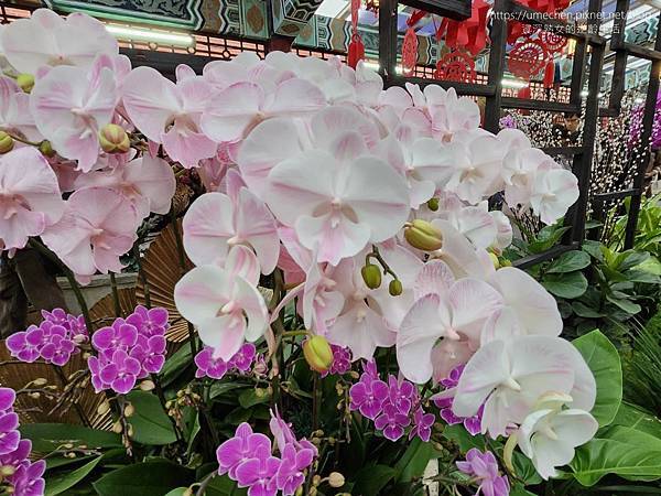 【台北士林】2024士林官邸春節花卉展:夢幻彩虹吸染花、20 【台北士林】2024士林官邸春節花卉展:夢幻彩虹吸染花、20