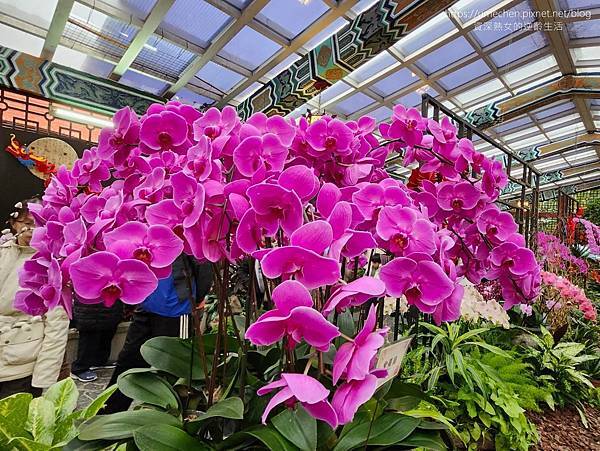 【台北士林】2024士林官邸春節花卉展:夢幻彩虹吸染花、20 【台北士林】2024士林官邸春節花卉展:夢幻彩虹吸染花、20