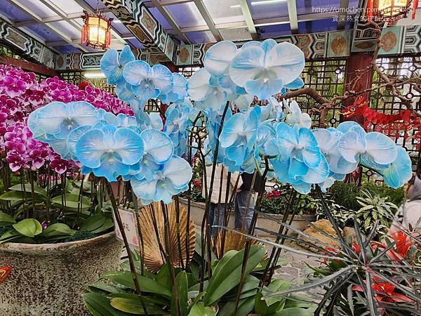 【台北士林】2024士林官邸春節花卉展:夢幻彩虹吸染花、20 【台北士林】2024士林官邸春節花卉展:夢幻彩虹吸染花、20