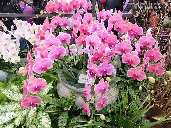 【台北士林】2024士林官邸春節花卉展:夢幻彩虹吸染花、20 【台北士林】2024士林官邸春節花卉展:夢幻彩虹吸染花、20