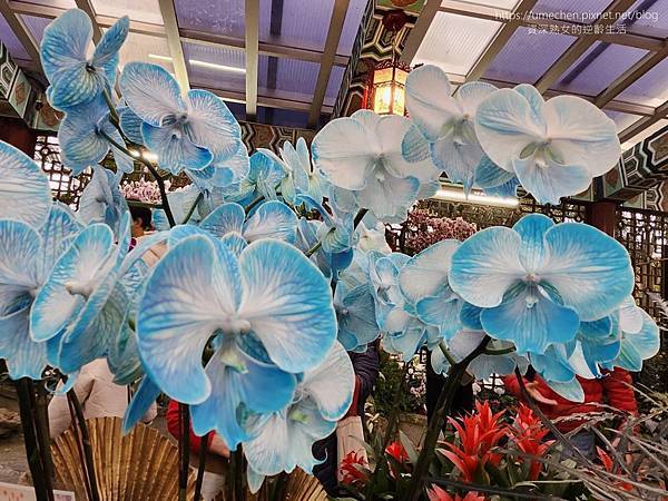 【台北士林】2024士林官邸春節花卉展:夢幻彩虹吸染花、20 【台北士林】2024士林官邸春節花卉展:夢幻彩虹吸染花、20