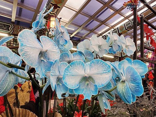 【台北士林】2024士林官邸春節花卉展:夢幻彩虹吸染花、20 【台北士林】2024士林官邸春節花卉展:夢幻彩虹吸染花、20