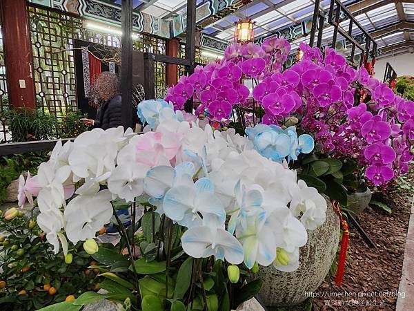 【台北士林】2024士林官邸春節花卉展:夢幻彩虹吸染花、20 【台北士林】2024士林官邸春節花卉展:夢幻彩虹吸染花、20
